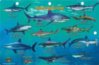 Read Online Bahamas Sharks & Rays Franko Maps Laminated Fish Card - Franko Maps Ltd. | ePub